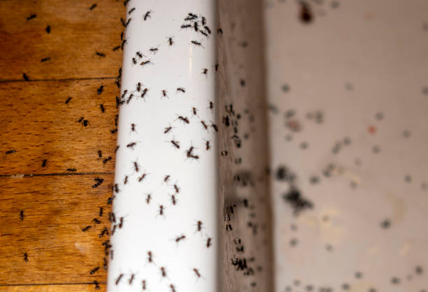 Best Commercial Pest Control Services  in Decatur, AL