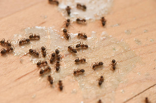 Best Pest Control Near Me  in Decatur, AL