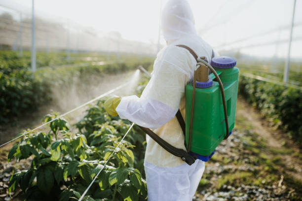 Wasp Removal Services in Decatur, AL